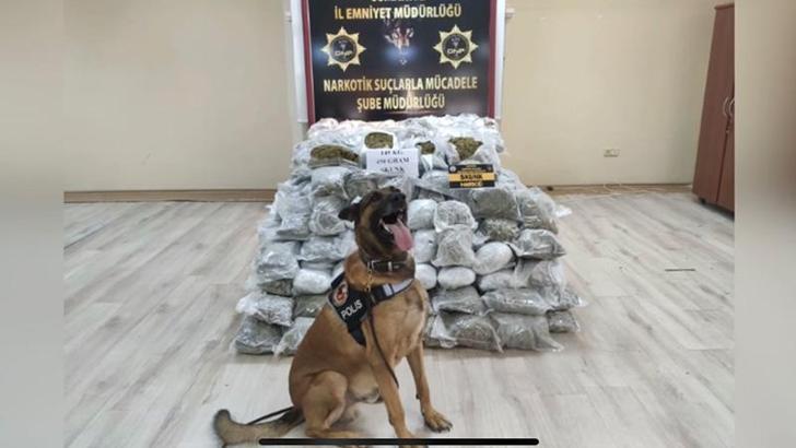 TIR’da 145 kilo skunk ele geçirildi