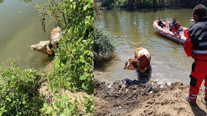 Irmakta sürüklenen ineği, itfaiye kurtardı