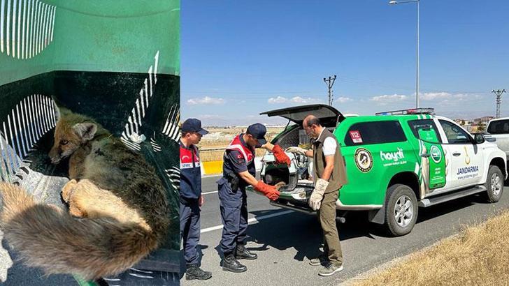 Ağrı'da yaralı yavru tilkiye ilk müdahale jandarmadan
