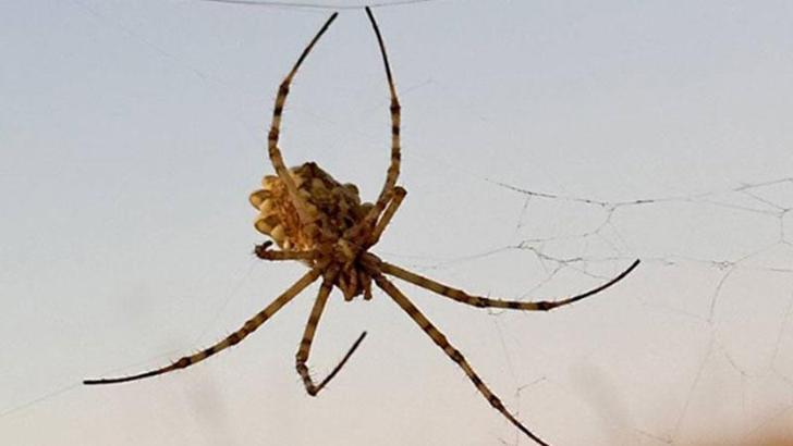 Dünyanın en zehirli örümceklerinden 'argiope lobata', Kırşehir'de görüldü
