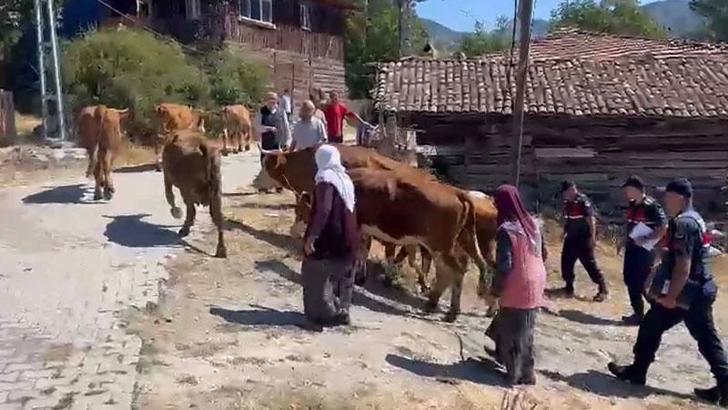 Çankırı'da çoban, 25 büyükbaşı satıp kaçtı