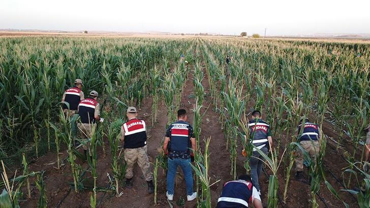 Dronlu denetimde mısır tarlasına ekili 160 bin kök Hint keneviri ele geçirildi