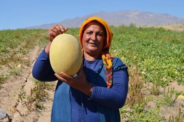 Süphan Dağı eteklerinde kavun hasadı