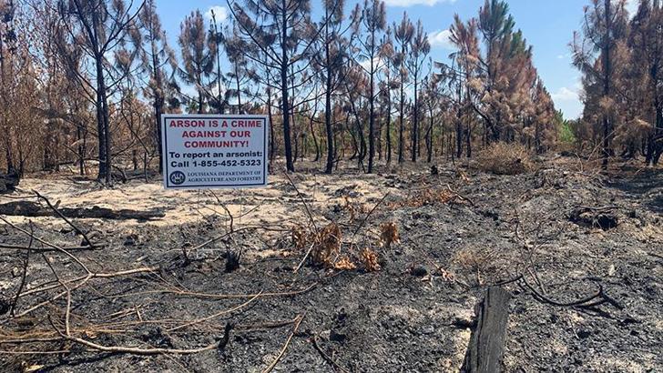 Louisiana’da orman yangınlarına soruşturma: Çıkış nedeni kundaklama