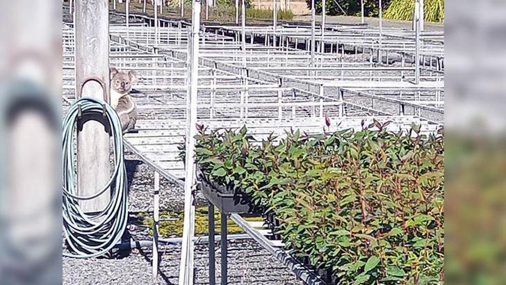 Avustralya’da aylardır fideleri yiyen hırsızın koala olduğu ortaya çıktı