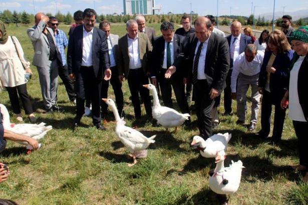 Ardahan'da kaz yetiştiriciliği çalıştayı ve kaz günü etkinliği