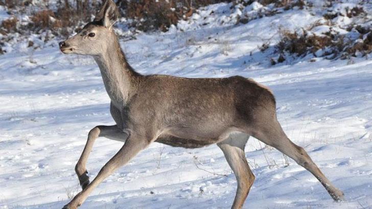 Bolu Barosu, kızılgeyikler için ihale iptal davası açtı