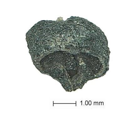 Aşağıseyit Höyüğü'nde Genç Tunç Çağı'na ait üzüm çekirdeği bulundu