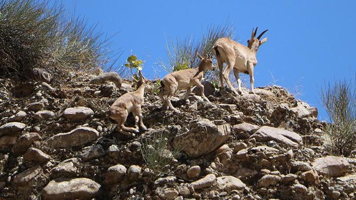 Hakkari'de terörden temizlenen dağlarda yaban hayatı canlandı