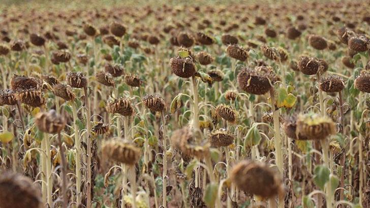 Ayçiçeğinde avans ödeme fiyatı, ton başına 15 bin lira olarak açıklandı