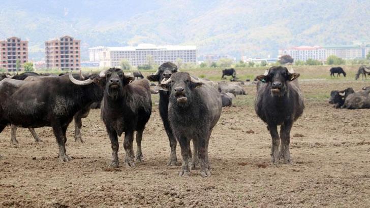 Türkiye'nin hayvan varlığı, 30 yılda 194 milyon arttı
