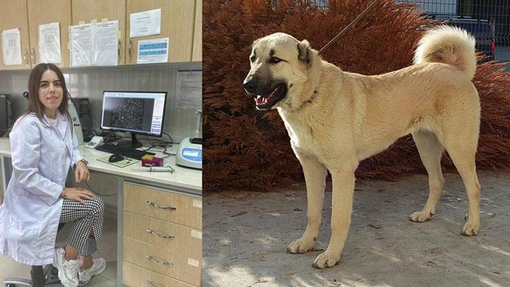 Kangal köpekleri için hazırlanan projeye 740 bin TL'lik destek