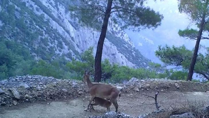 Yaban keçilerinin yavrularını besleme anı fotokapana yansıdı