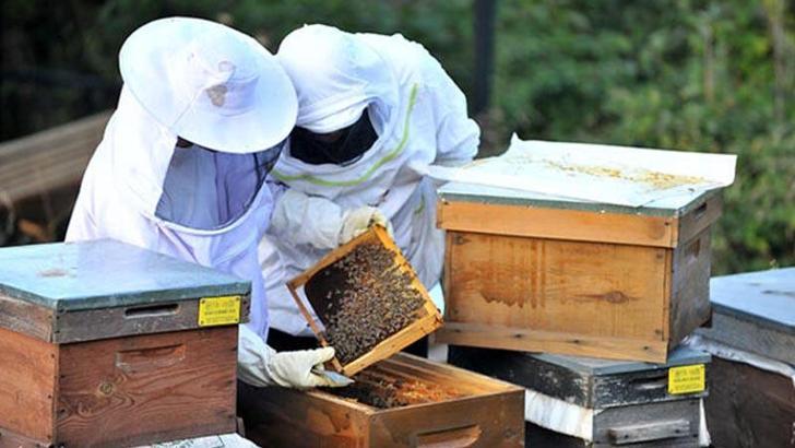 Türkiye Arıcılık Haritası güncellendi