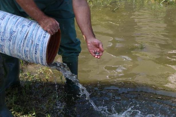 Samsun'da 3 milyon 200 bin yavru sazan, su kaynaklarına bırakıldı
