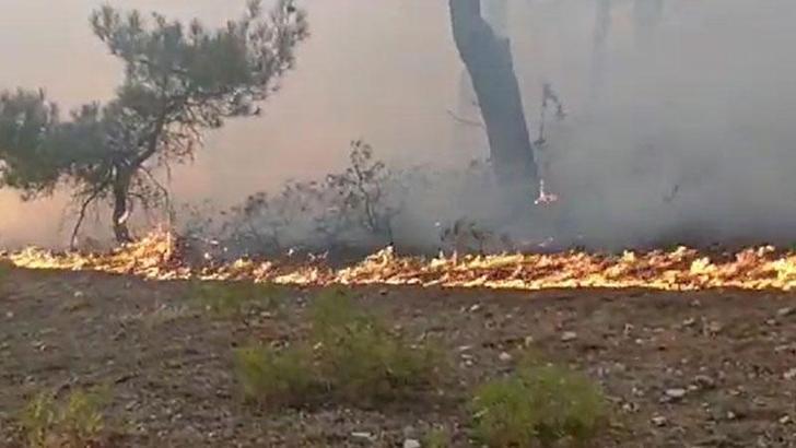 Tokat'taki orman yangını 2 saatte kontrol altına alındı