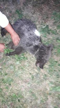 Kastamonu'da, ayağı kırılan yavru ayı tedaviye alındı