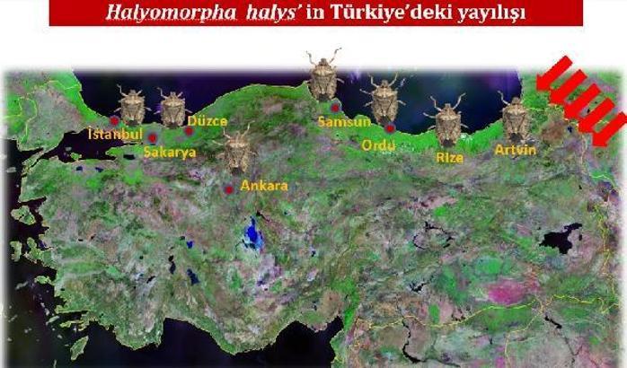 Karadeniz’de ‘kahverengi kokarca’ alarmı