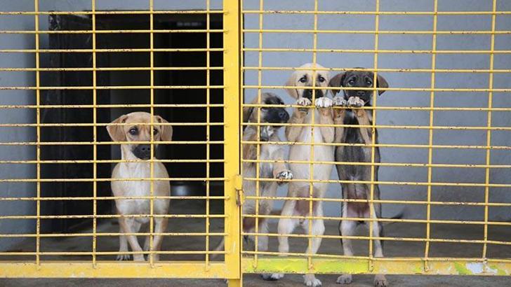 Eskişehir'de hayvan bakımevinin kapatma kararına, 'yürütmeyi durdurma' çıktı