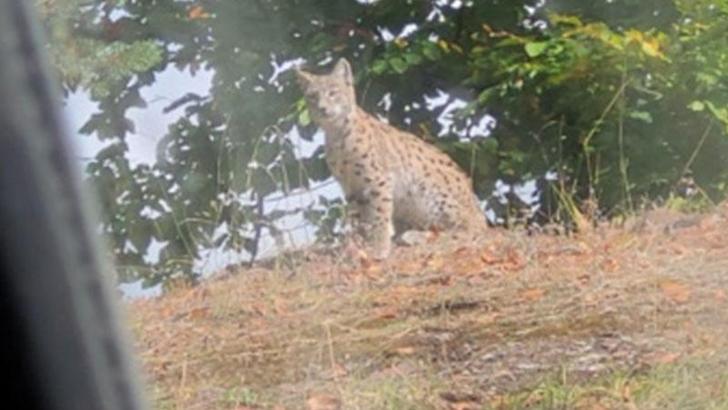 Tokat'ta, nesli tehlikede olan vaşak görüntülendi