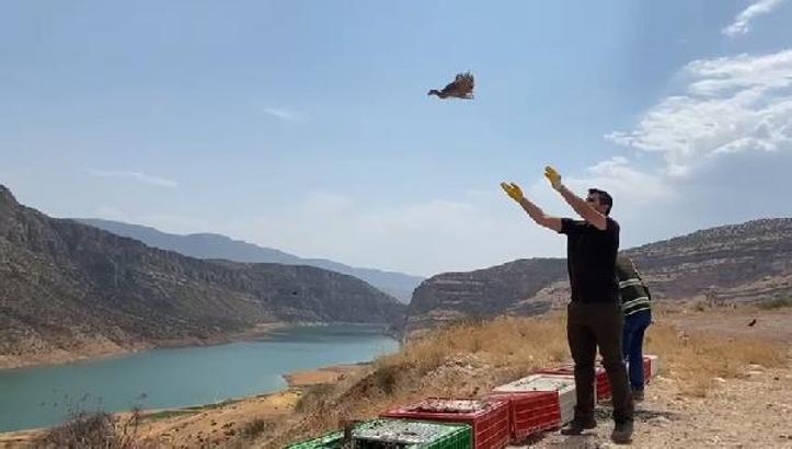 Siirt’te doğaya 1000 sülün bırakıldı