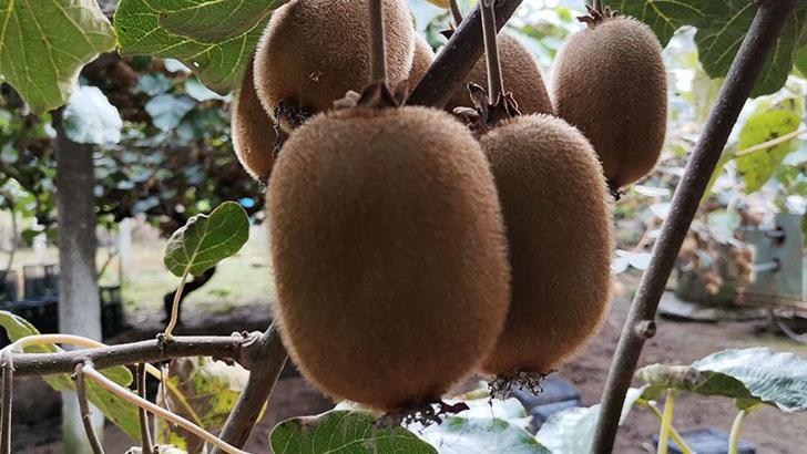 Coğrafi işaret tescilli Ordu kivisinin fiyatı, yüzde 110 arttı