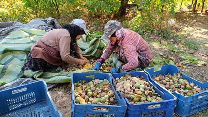 Elazığ'da ceviz hasadı başladı