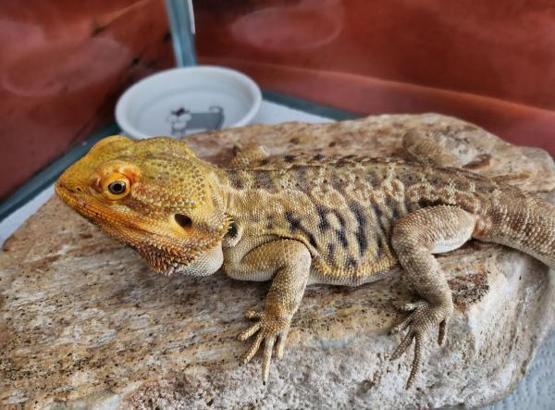 İnternetten 'sakallı ejder' satışına 26 bin 390 lira ceza