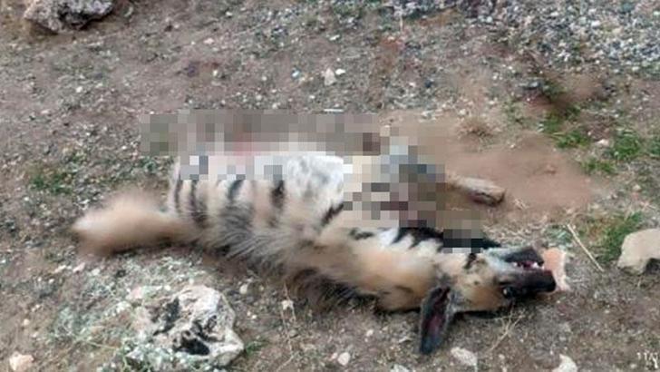 Mardin'de, nesli tehlike altındaki çizgili sırtlan ölü bulundu