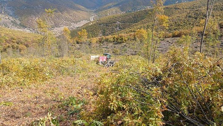 Ormanda odun keserken vuruldu