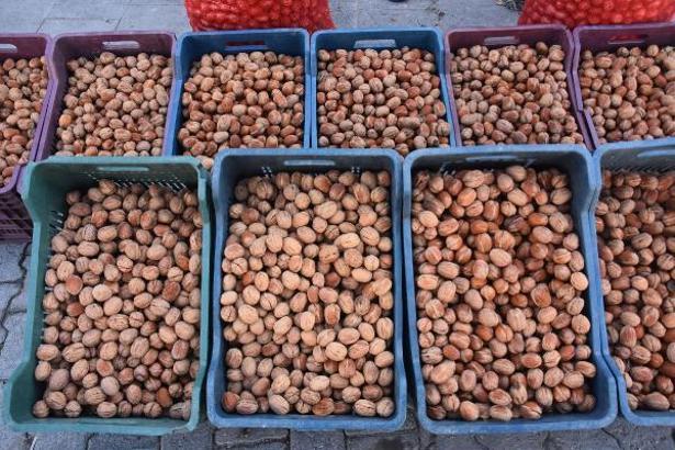 Adilcevaz'da bu yıl 70 bin ton ceviz üretimi bekleniyor