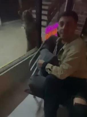 Karabük'te yavru ayı iş merkezine girip, sokaklarda koştu; görenler kaçtı