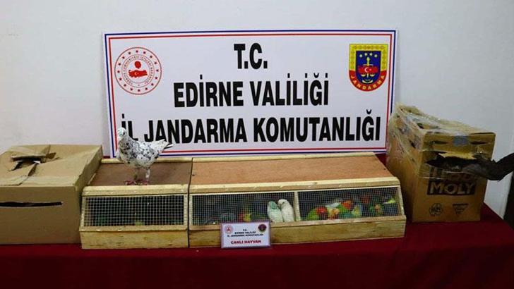 Edirne'de durdurulan otobüste kaçak hayvanlar ele geçirildi