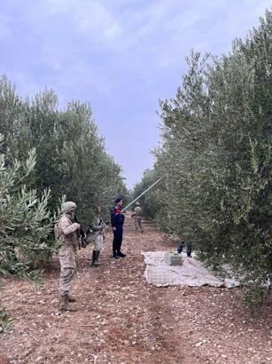 Manisa'da jandarma komando timleri zeytinler için devriyede