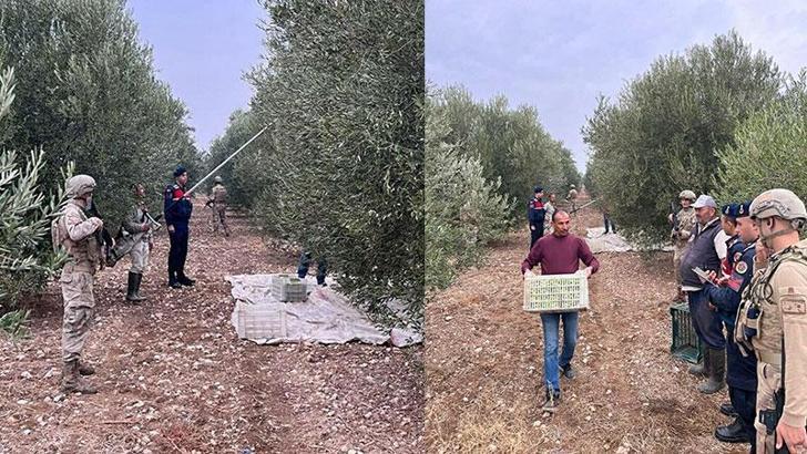 Manisa'da jandarma komando timleri zeytinler için devriyede
