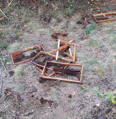 Çankırı'da köye inen ayı, arı kovanlarını parçaladı