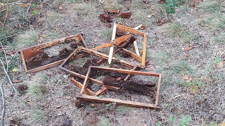 Çankırı'da köye inen ayı, arı kovanlarını parçaladı