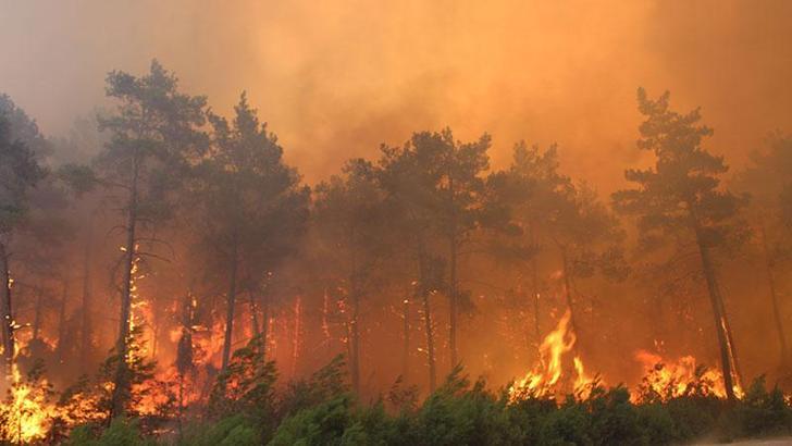 Prof. Dr. Neyişçi: 15 yıl sonra yeniden yanacak ormanlar kuruyoruz