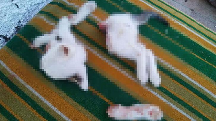 2 yavru kediyi keserek öldüren şüpheli: Kasaplık yaptığımız için işi profesyonelce halletim