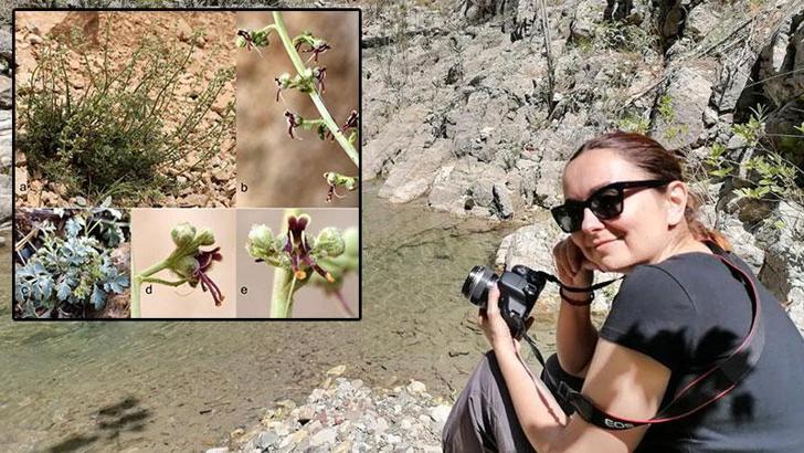 Alakır'da keşfedilen bitki türüne, çevreci çiftin adı verildi