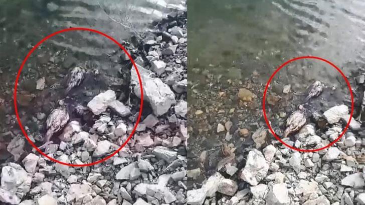 Elazığ’da su kenarında şüpheli keklik ölümleri tedirgin etti