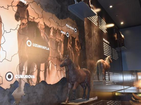 Anadolu'nun savaş atı 'Uzunyayla' ırkı müzede tanıtılıyor