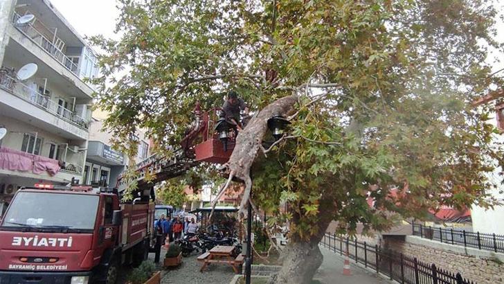 Kırılan dal aydınlatma direÄŸine takıldı; olası faciadan dönüldü
