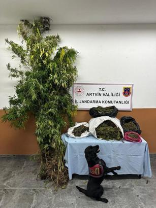 Artvin’de uyuşturucu operasyonu; 1 tutuklama