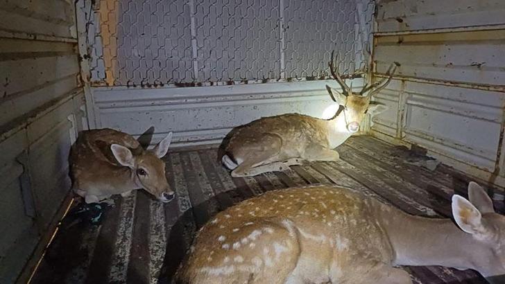 Yol kontrolünde 1'i yavru, 4 alageyik ele geçirildi