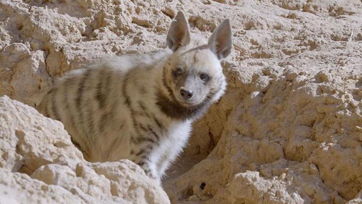 Nesli tehlike altındaki çizgili sırtlan görüntülendi
