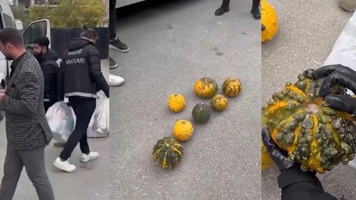 Hakkari'de, minibüste bal kabağına gizlenmiş 14 kilo uyuşturucu ele geçirildi