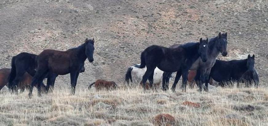 Onlarca yılkı atı doğaseverler tarafından görüntülendi