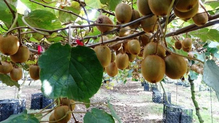 Kivi üretiminde Samsun 3’üncü sırada