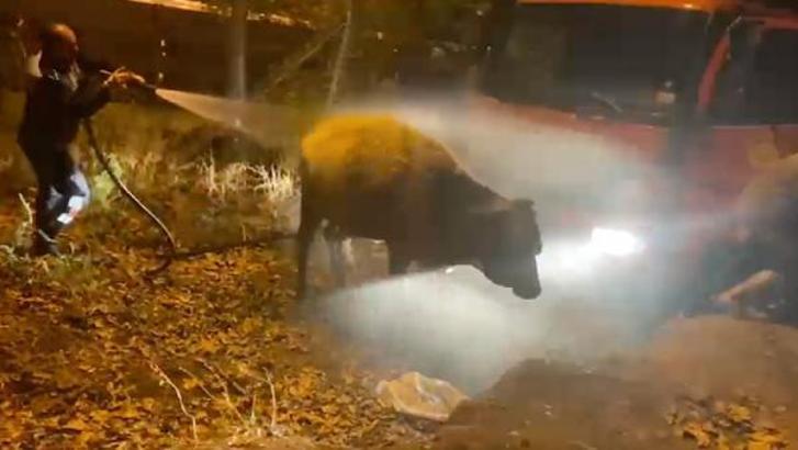 Gübreye batan ineği itfaiye erleri kurtardı
